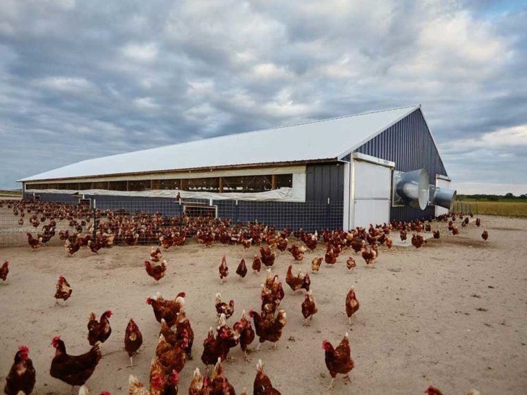 Chicken Barn Prairie Building Systems